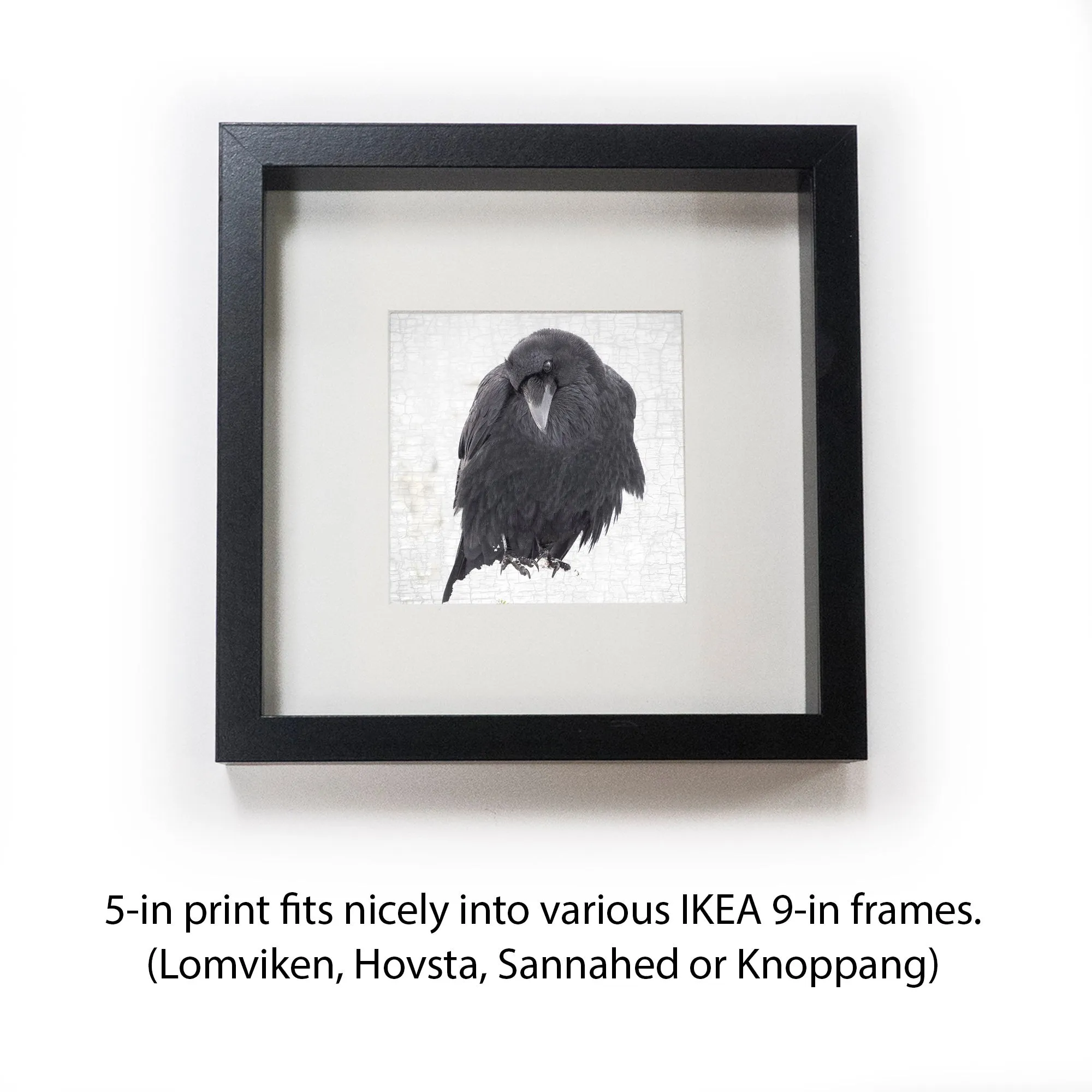 CONTEMPLATION - Fine Art Print, Raven Portrait Series