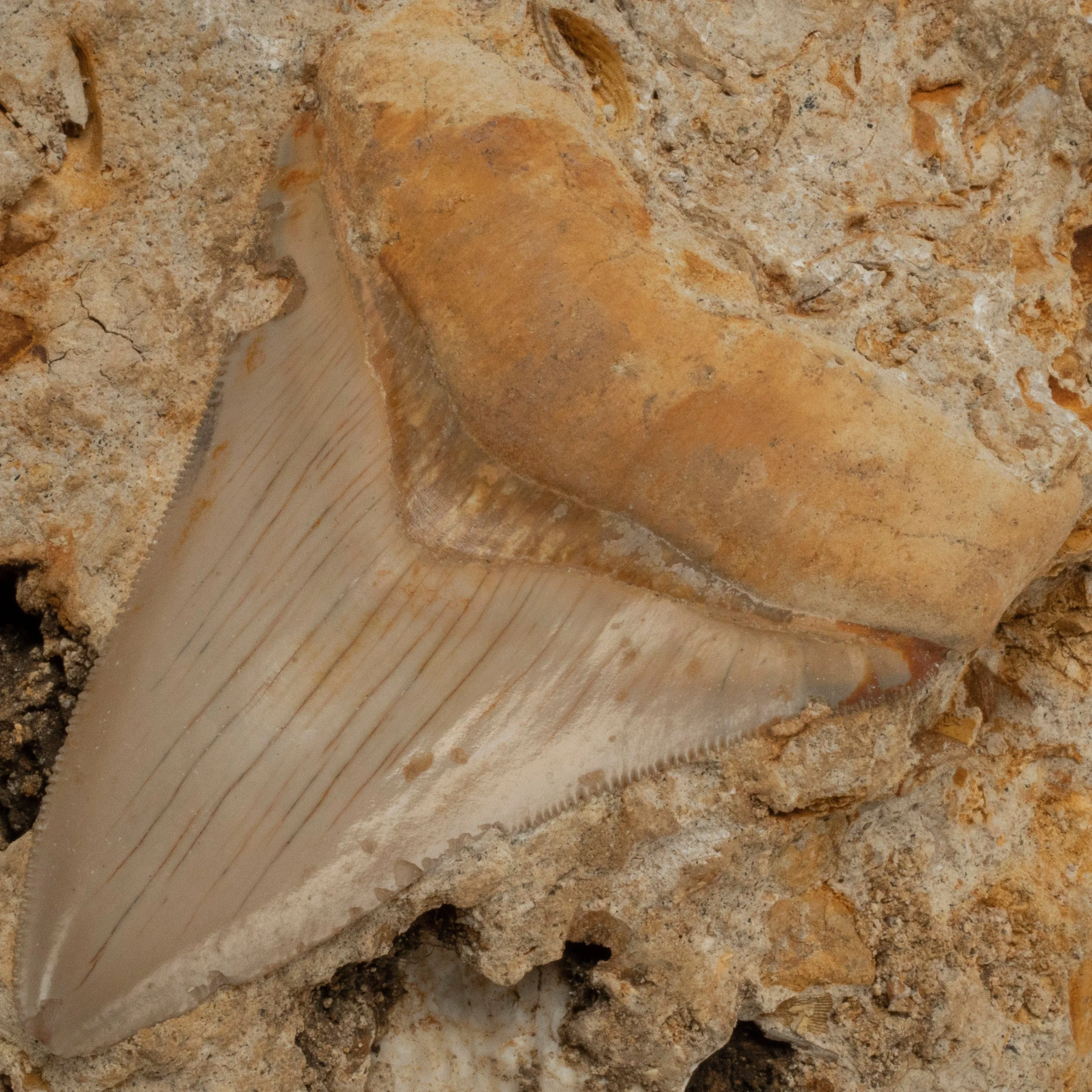 Natural Megalodon Tooth in Matrix from Indonesia - 4.1