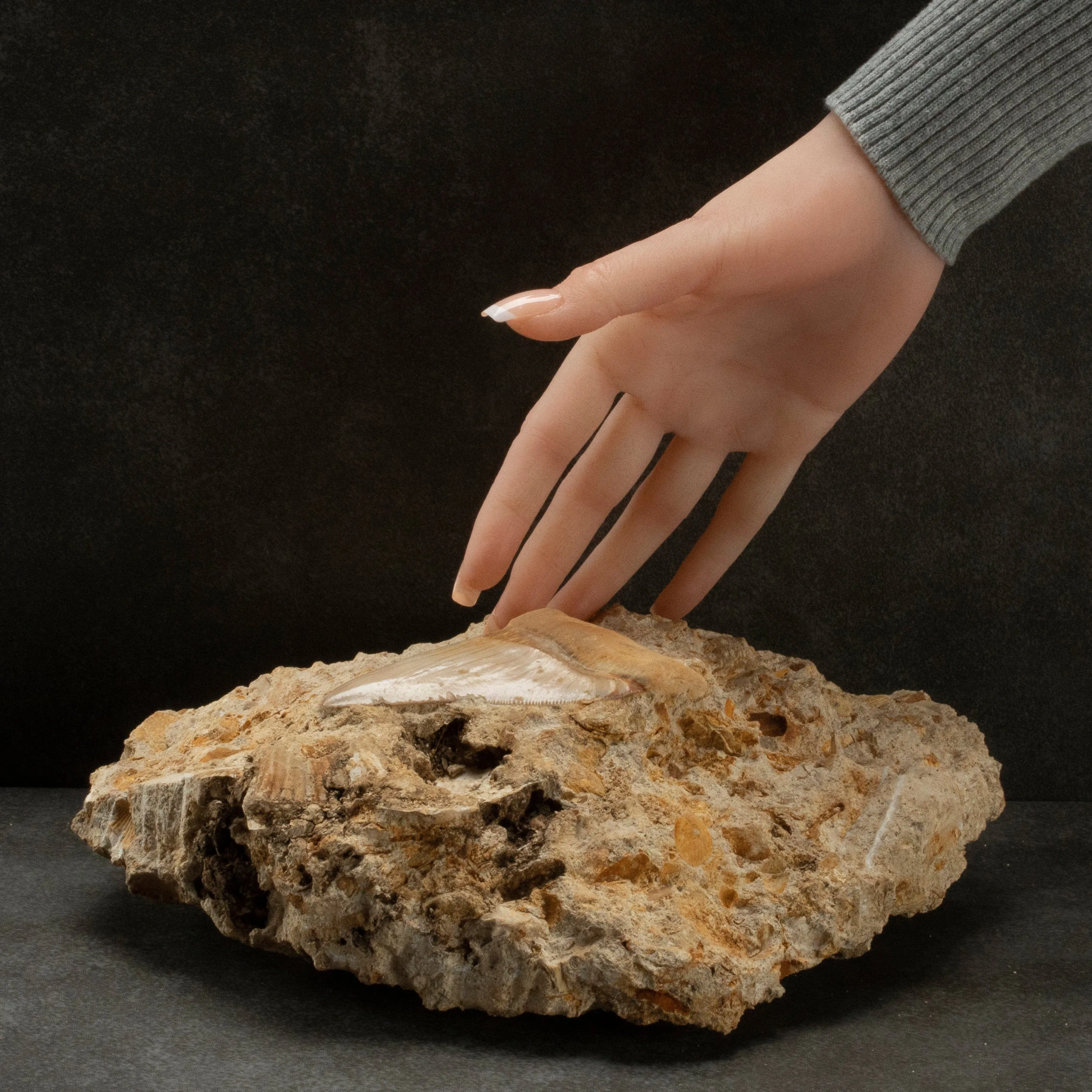 Natural Megalodon Tooth in Matrix from Indonesia - 4.1