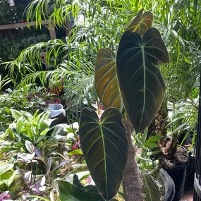 Philodendron Melanochrysum "Black Gold"