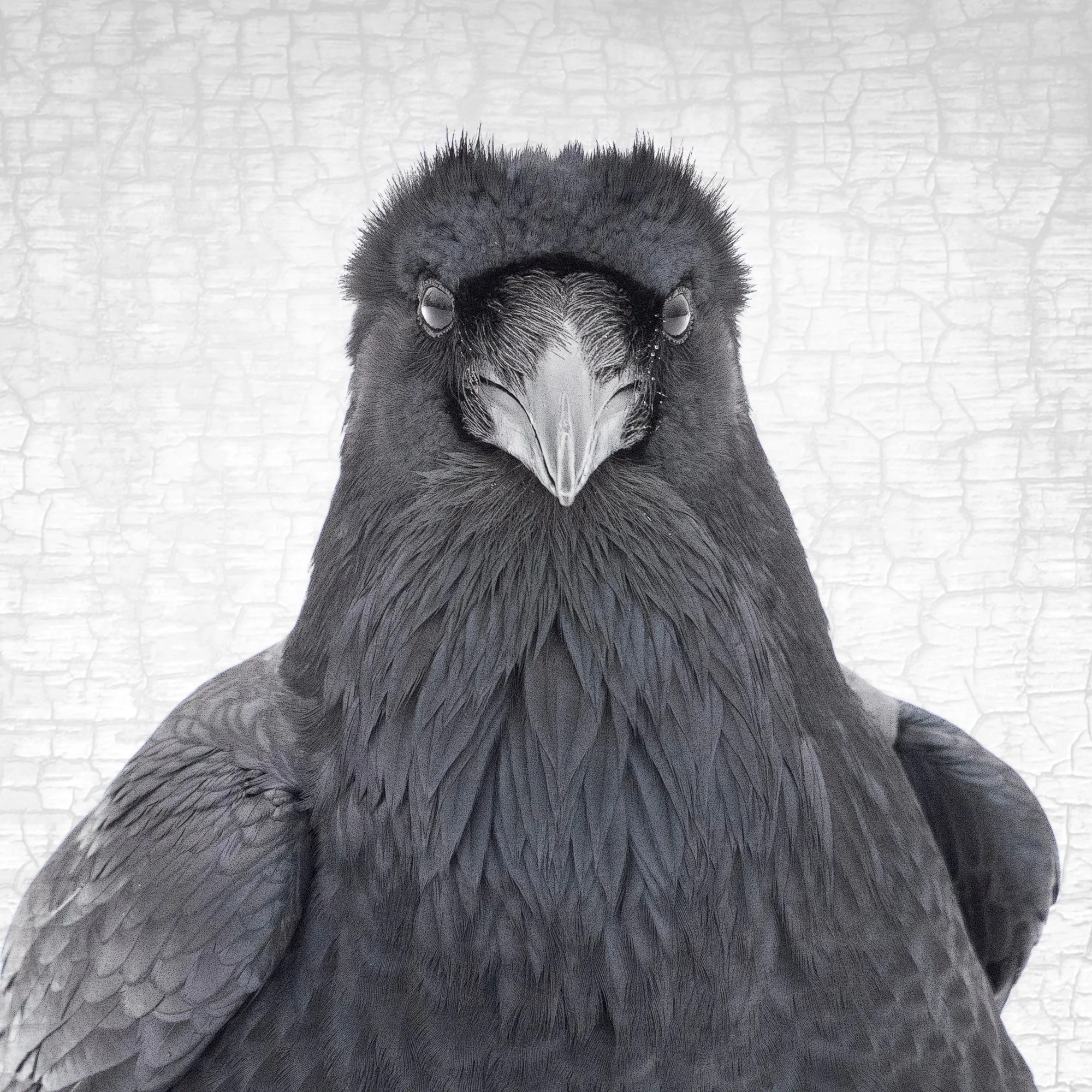 RAVEN CELEBRITY - Fine Art Print, Raven Portrait Series